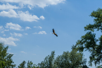 White stork  (Ciconia ciconia) flying with spread wings with a tree and the blue sky in the background