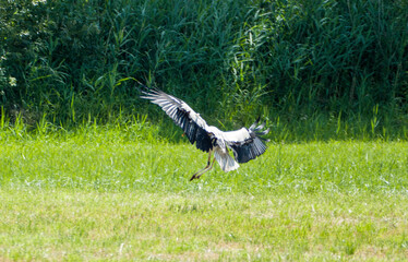 Stork (Ciconia ciconia) landing on a green meadow on a sunny summer day