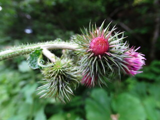 flower of a cactus