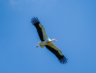 White stork  (Ciconia ciconia) flying with spread wings with a tree and the blue sky in the background