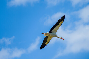 White stork  (Ciconia ciconia) flying with spread wings with a tree and the blue sky in the background