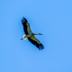 White stork  (Ciconia ciconia) flying with spread wings with a tree and the blue sky in the background