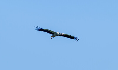 White stork  (Ciconia ciconia) flying with spread wings with a tree and the blue sky in the background