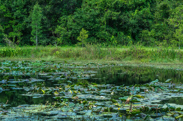 A beautiful pond with trees, lily pads, and some amazing reflections.