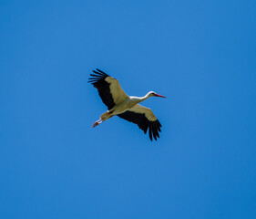 White stork  (Ciconia ciconia) flying with spread wings with a tree and the blue sky in the background