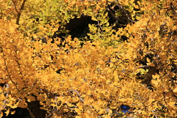 黄葉したイチョウ