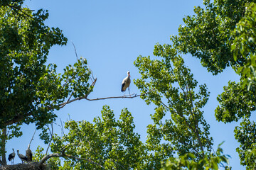 White stork (Ciconia ciconia)  sitting in its nest on a sunny summer day with a tree in the background