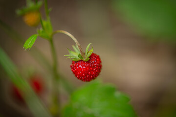 a Bush of fresh, ripe wild strawberries