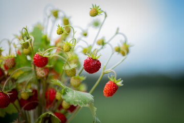 a Bush of fresh, ripe wild strawberries