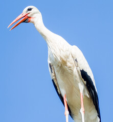 Stork (Ciconia ciconia) close up / portrait on a sunny summer day with the blue sky in the background