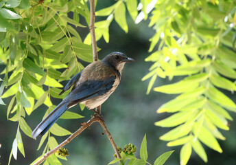 Obraz premium Bluebirds