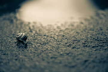 seashell on sand