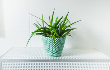 Aloe vera plant in the bathroom , on top on the toilette in a blue rattan pot