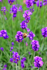 lavender flowers in the garden