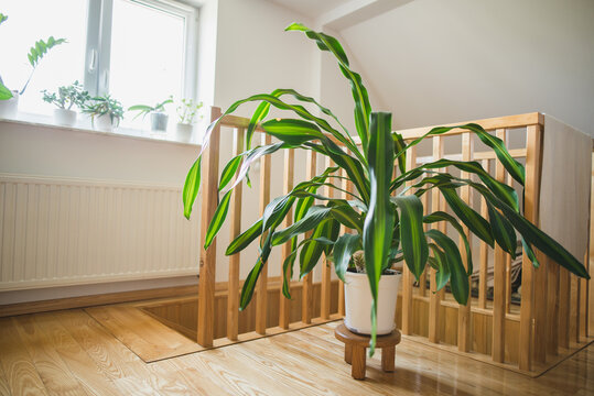 Big Dracaena Fragrans At Home 