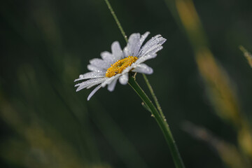 white field daisies with raindrops