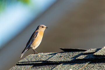 Female western bluebird on rooftop
