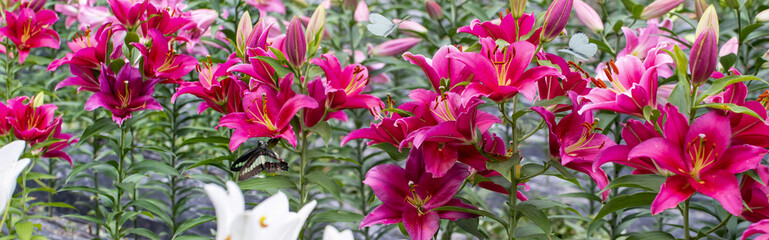 屋外で撮影した百合