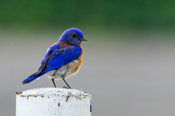 Male western bluebird on post watching for bugs