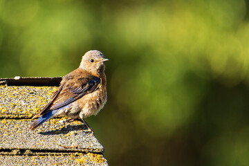 Immature western bluebird on roof edge