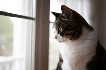 窓辺の猫