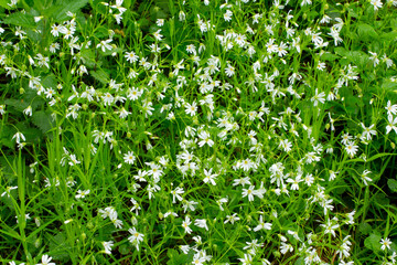 White blooming chickweed, Stellaria holostea or Echte Sternmiere