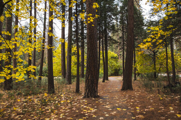 Fototapeta premium autumn in the woods