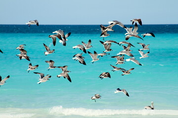 Freedom