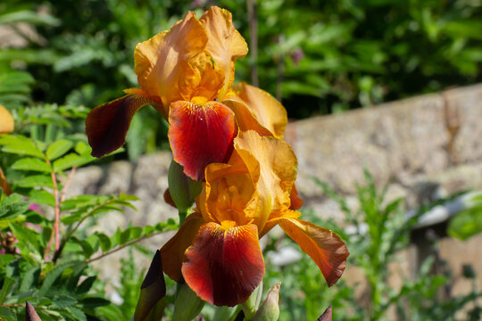 Close up of a red and orange german iris, Iris germanica or Ritter Schwertlilie