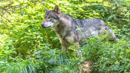 Fototapeta premium loup