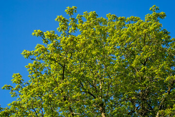 Baumwipfel Kastanie mit grünen frisch ausgetriebenen Blättern. Satte hellgrüne Blätter bei gelben Tageslicht in Bayern, Deutschland.