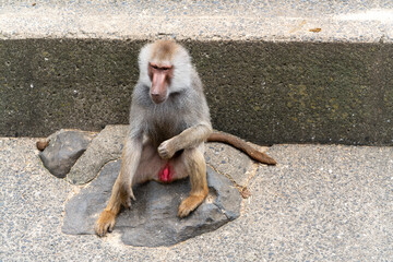 Obraz premium [動物]マントヒヒ