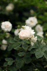 white rose in garden
