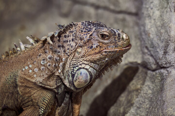 portrait of Iguana Green camouflaged in stones look at camera