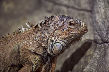 portrait of Iguana Green camouflaged in stones look at camera