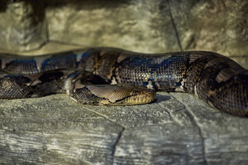 Portrait of Python Tiger sunbathing in stones