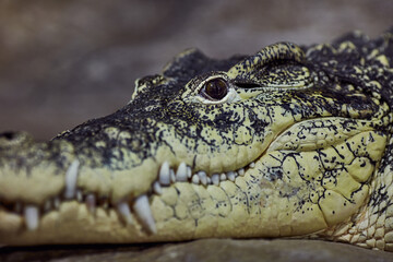 A portrait of a Crocodile acute-pointed with sharp teeth awaits a victim