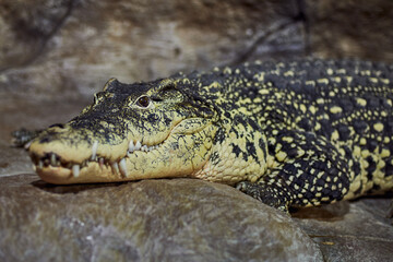 A portrait of a Crocodile acute-pointed with sharp teeth awaits a victim