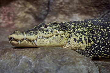 A portrait of a Crocodile acute-pointed with sharp teeth awaits a victim
