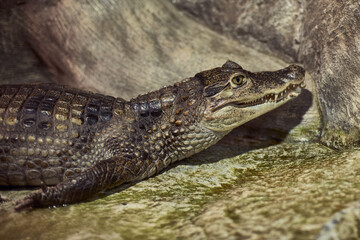 Portrait of a Crocodylus porosus close-up a predatory look