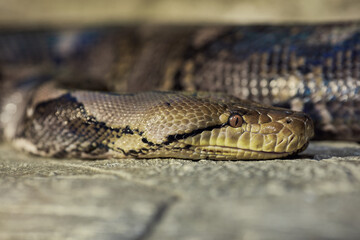 Portrait of Python Tiger sunbathing in stones