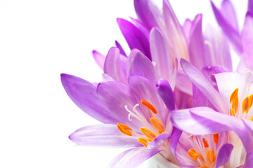 Naklejka premium Blooming purple crocus flowers in a soft focus on a sunny spring day