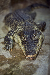 A portrait of a Crocodile acute-pointed with sharp teeth awaits a victim