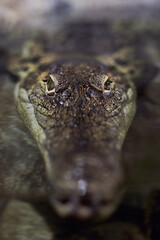 Obraz premium Portrait of a Crocodylus porosus close-up a predatory look