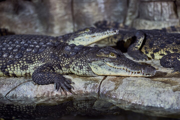 Fototapeta premium Portrait of a Nile crocodile with sharp teeth waiting for the victim