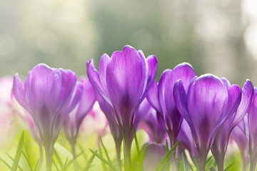 Fototapeta premium Blooming purple crocus flowers in a soft focus on a sunny spring day