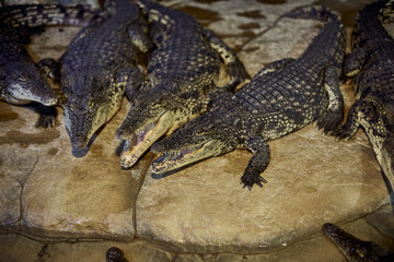 Portrait of a Nile crocodile with sharp teeth waiting for the victim