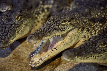 Portrait of a Nile crocodile with sharp teeth waiting for the victim