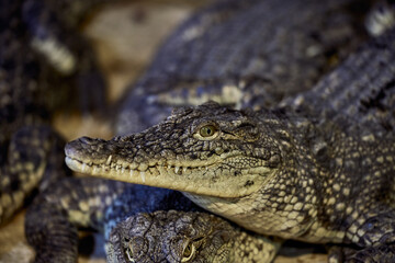 Portrait of a Nile crocodile with sharp teeth waiting for the victim
