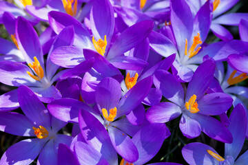 Blooming purple crocus flowers in a soft focus on a sunny spring day